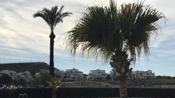 A swimming pool with two palm trees in the foreground and a row of white buildings in the background. - Hacienda Riquelme Apartments (Murcia)