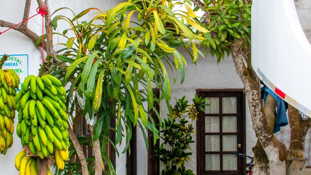 Un edificio blanco con una puerta, una bicicleta y un árbol con plátanos y flores rosadas.