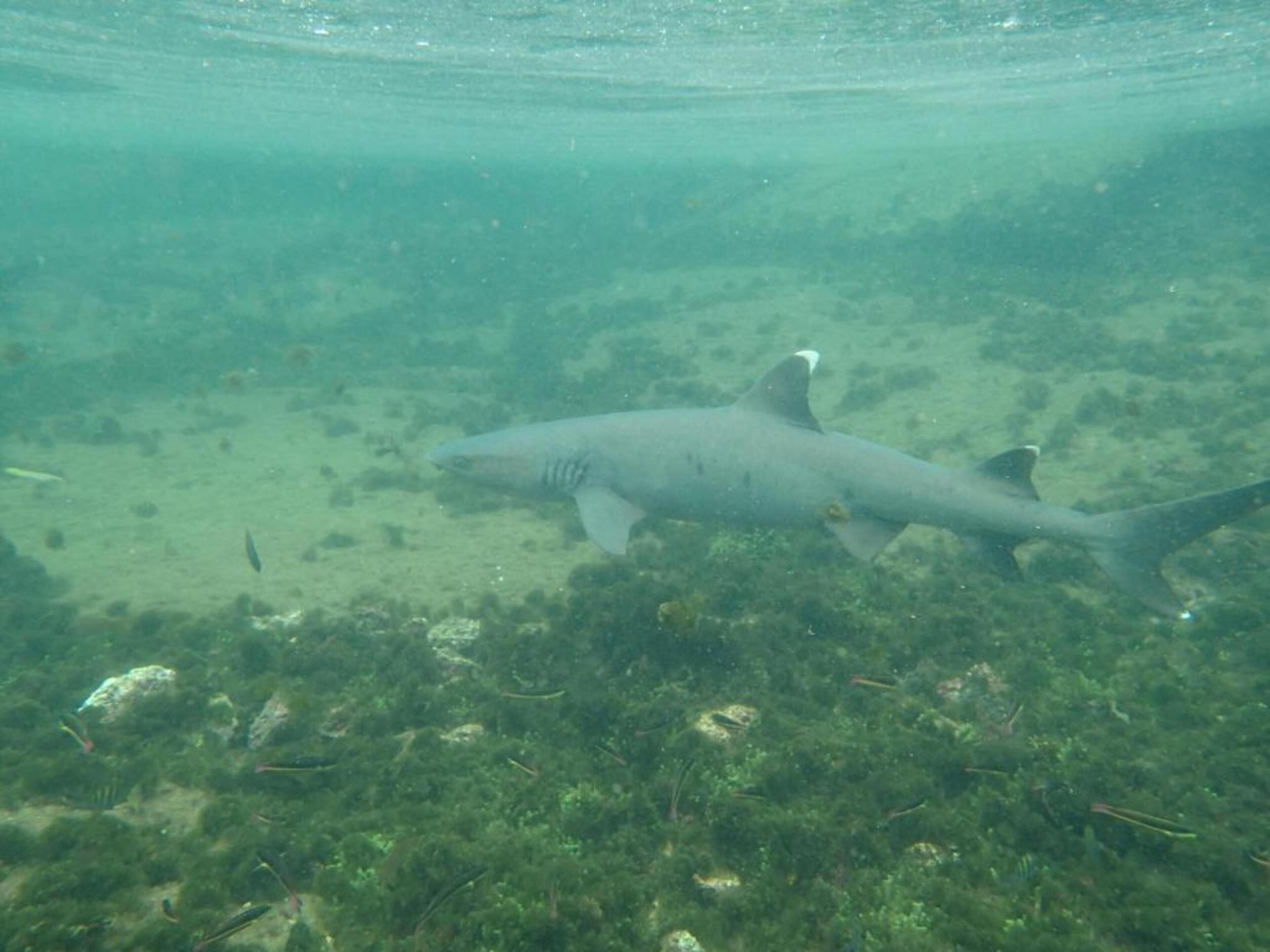 Foto - Gran Hostal Tintorera