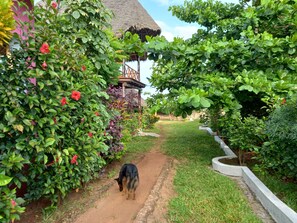 Property grounds - SAZANIBUNGALOWS. Nungwi North Zanzibar (Nungwi)