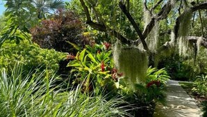 Un sendero en un jardín rodeado de abundante vegetación y árboles.