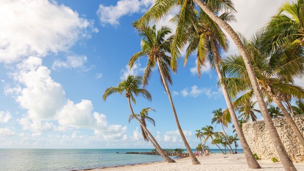 A beach with palm trees and a clear sky.