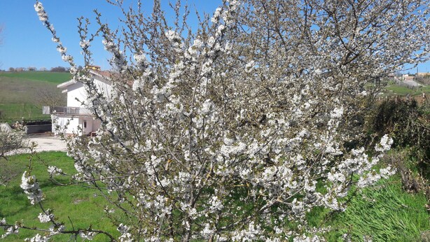 Un arbre aux fleurs blanches devant une maison dotée d’un balcon.