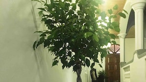 A potted tree in a hallway with a polished floor and white walls. - The Mango (Kandy)