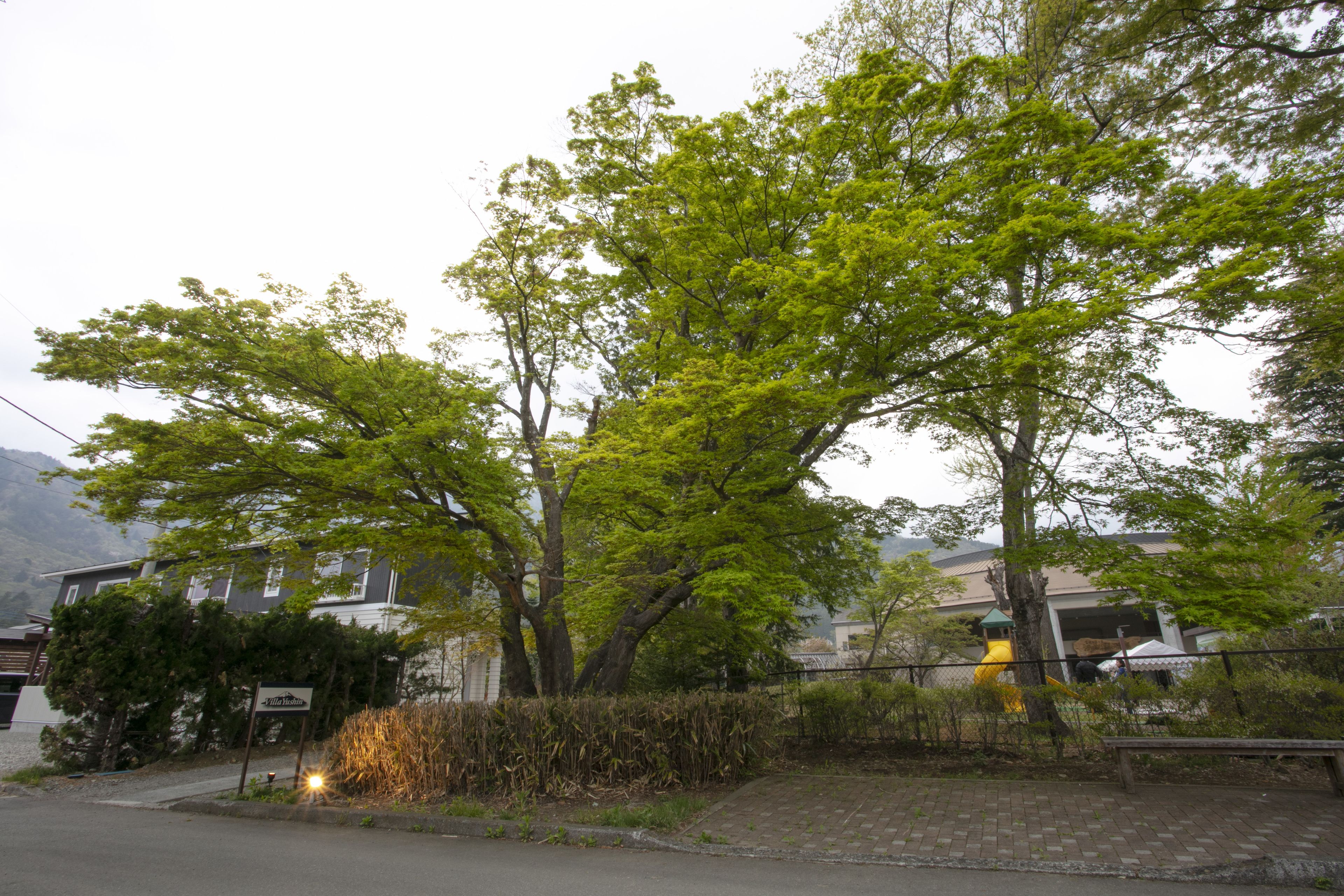 A residential area with a large tree, a bench, and a building with a sign.