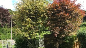Un jardín con diversos árboles, una cerca de madera y una zona cubierta de césped.