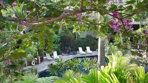 A pool area surrounded by lush greenery and purple flowers, with white lounge chairs and a palm tree. - Fabulous condo, great ocean views, steps from a great snorkeling beach. (Poipu)
