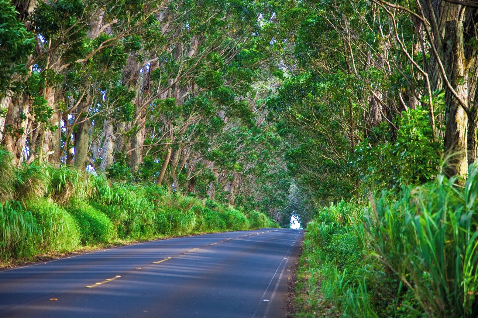 A road flanked by dense green foliage and trees.