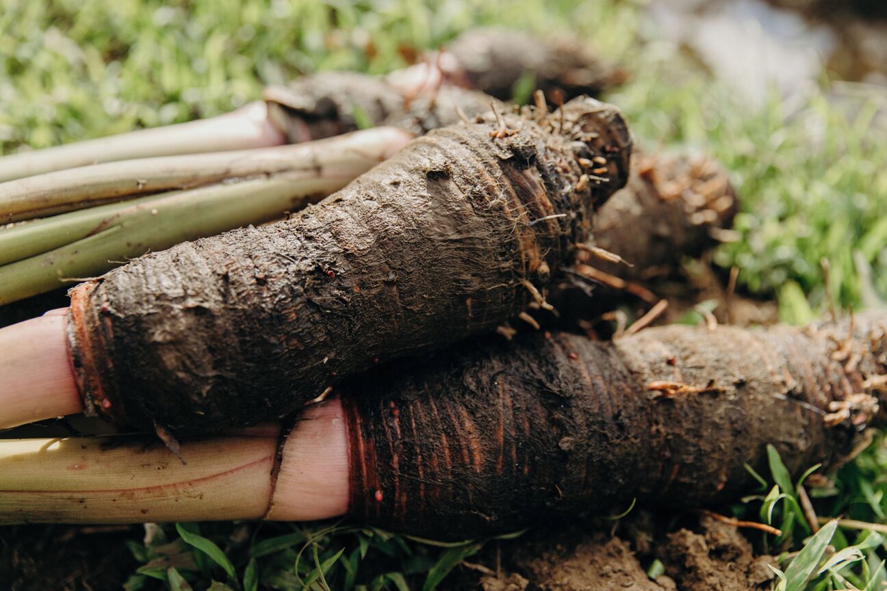 A pile of large, freshly dug root vegetables with soil still attached, lying on grass.