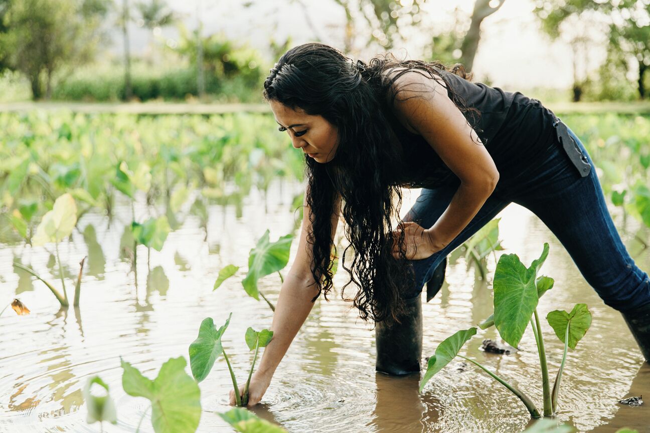 Une personne penchée dans une zone inondée, au milieu de plantes aquatiques.