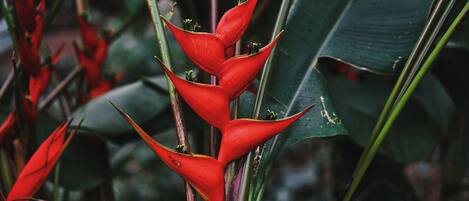 A close-up of a red flower with multiple petals and green leaves.