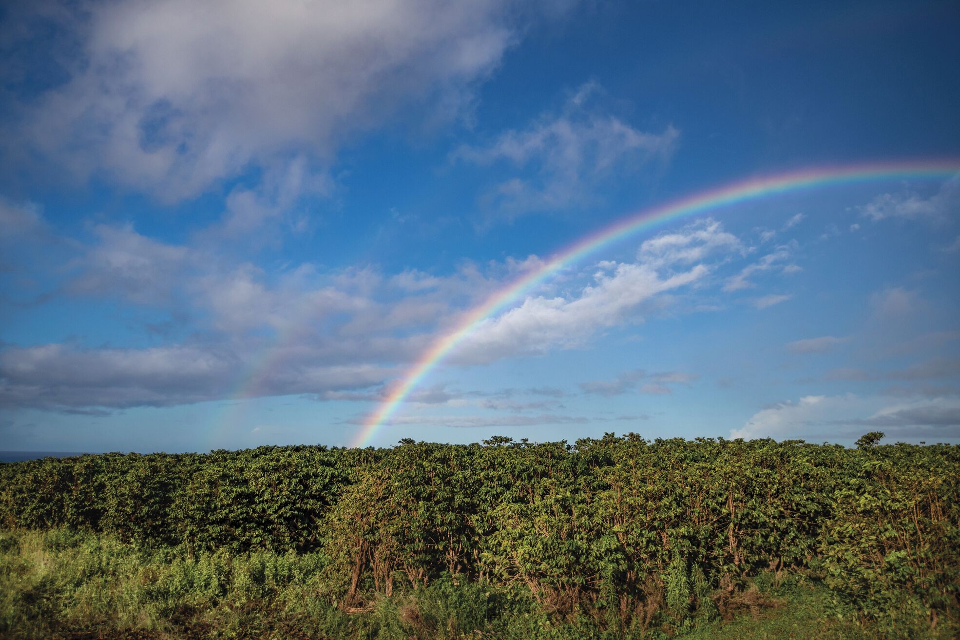 Een landschap met een regenboog boven een dicht bos.