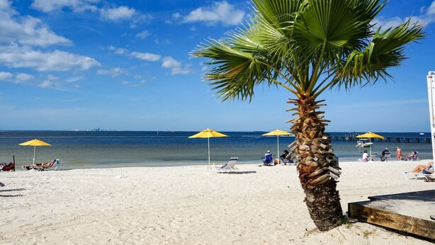 A beach with a palm tree, yellow umbrellas, and a clear blue sky. - Salt Life Cottage U420 - Little Harbor Beach Resort Tampa Bay (Ruskin)