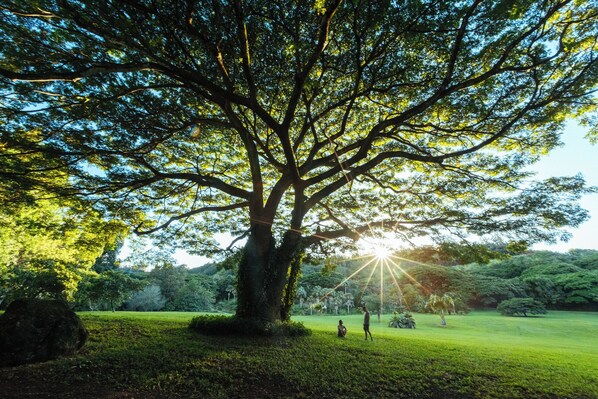 Un árbol grande en un parque, con la luz del sol filtrándose entre las hojas.