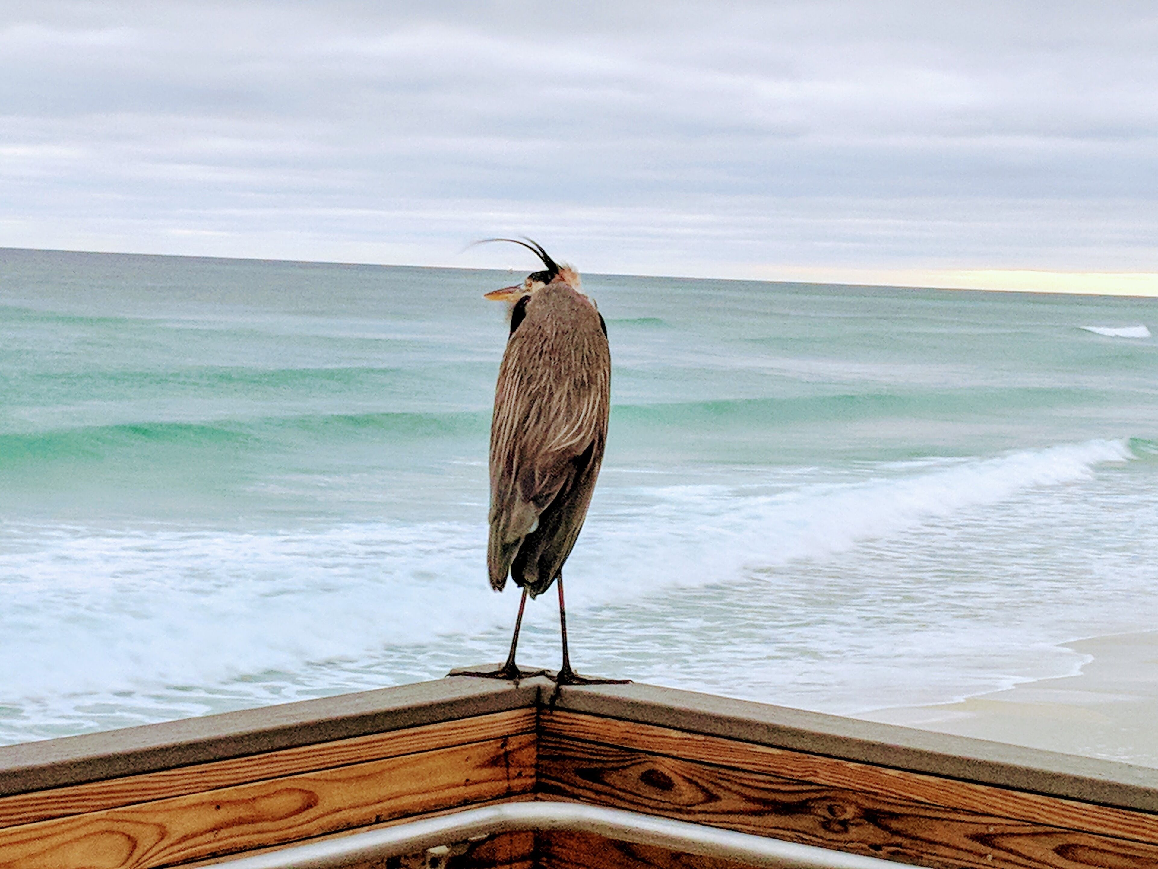 A bird standing on a wooden deck overlooking the ocean.