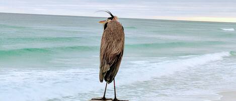 A bird standing on a wooden deck overlooking the ocean.