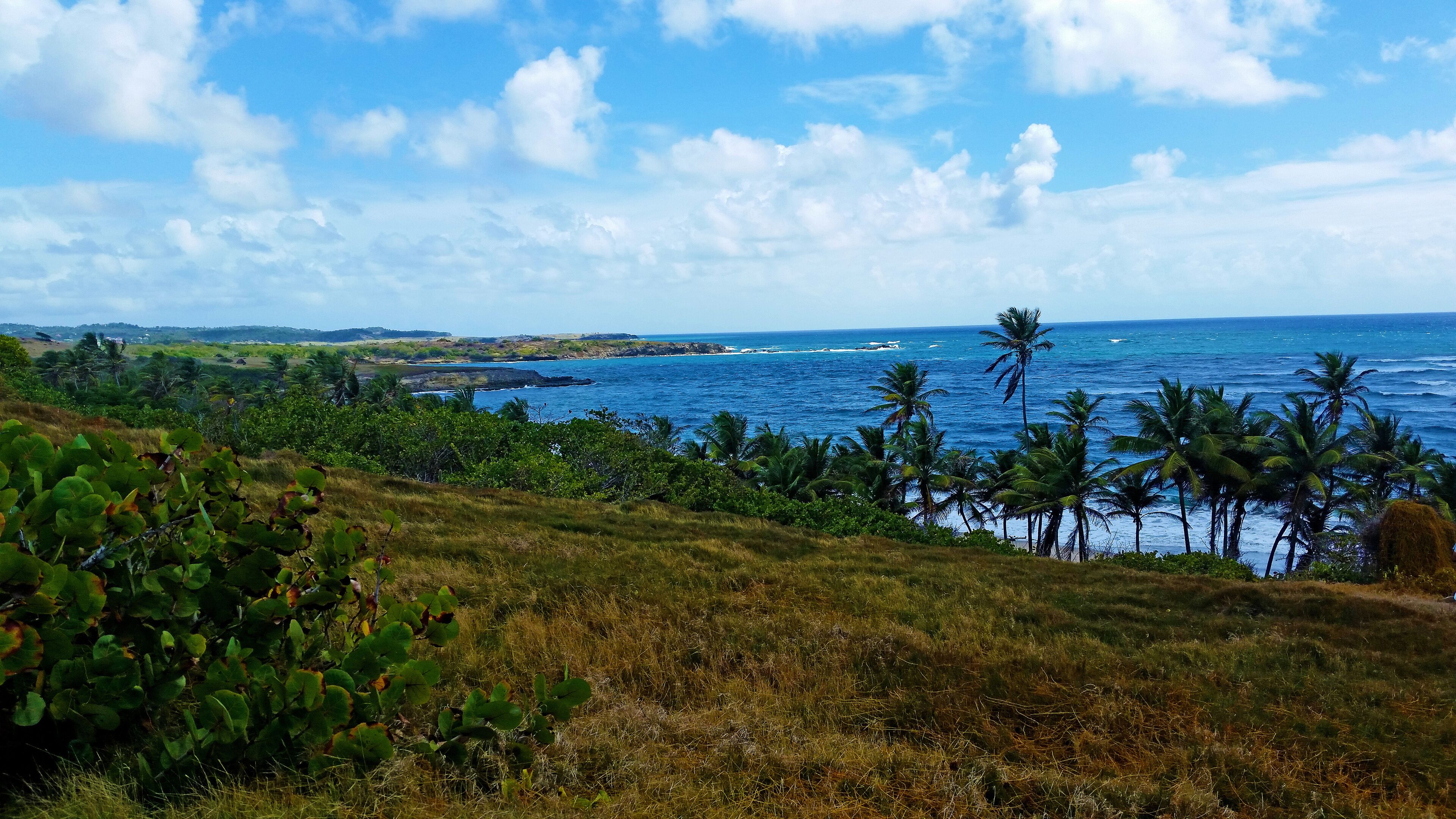A coastal landscape with palm trees, grassy terrain, and the ocean.