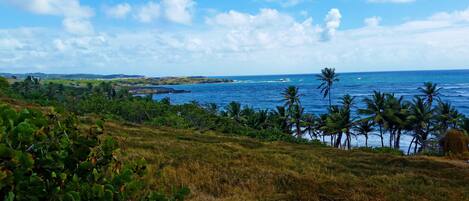 A coastal landscape with palm trees, grassy terrain, and the ocean.