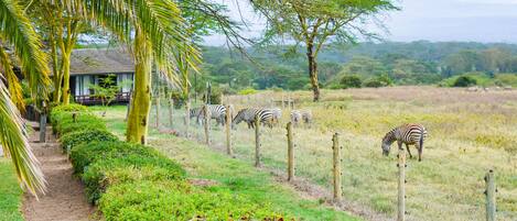 A pathway lined with a wooden fence and a row of zebras grazing in a field.