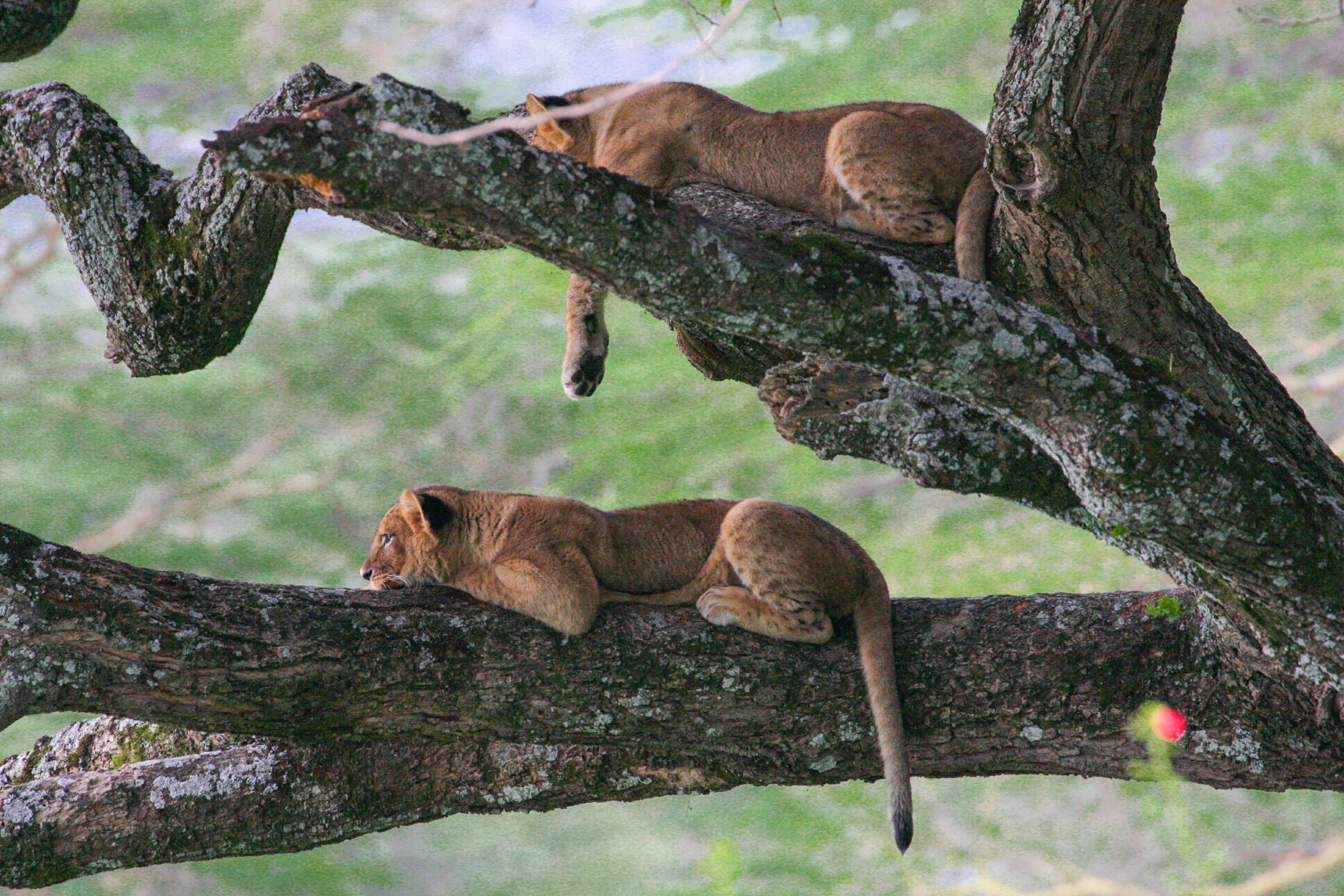 Photo - Lake Nakuru Lodge
