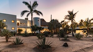 A modern building with multiple windows and a courtyard with palm trees and cacti.