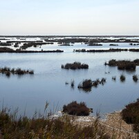 Paisaje costero con una masa de agua tranquila, vegetación dispersa y una costa distante.