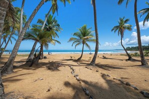 A beach with palm trees, a sandy shore, and the ocean in the background.