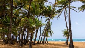 A beach with palm trees and a clear view of the ocean.