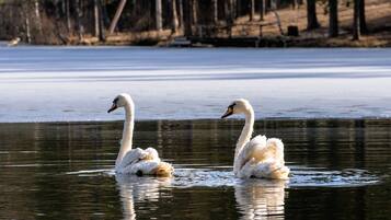 Majoituspaikan mukavuudet