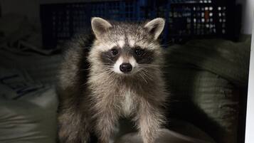 Ausstattung der Unterkunft