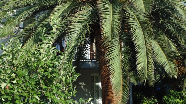 Una palma in un cortile, con un edificio sullo sfondo.