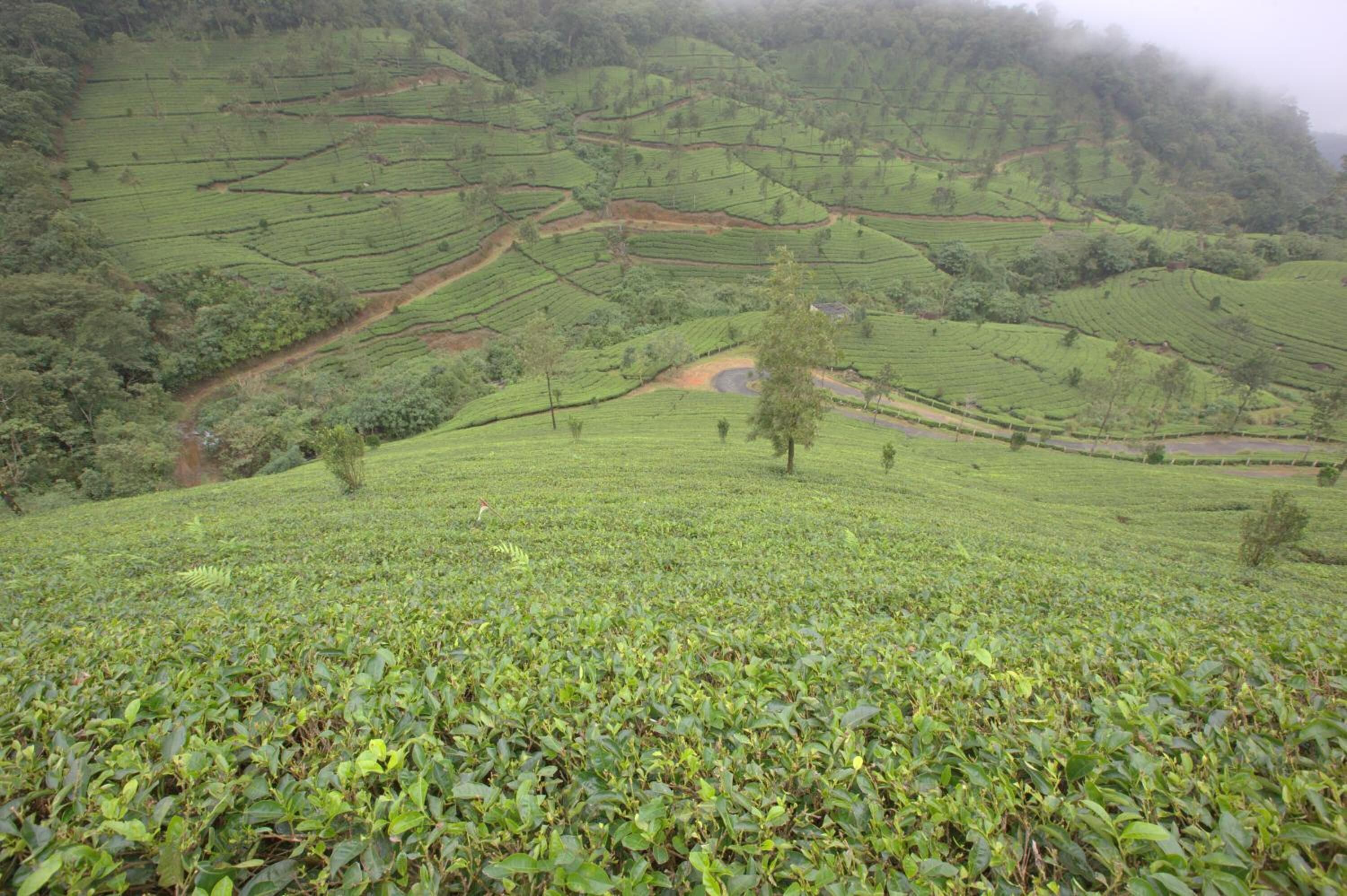Una plantación de té montañosa con campos escalonados y un sendero sinuoso.