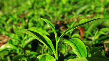 Primer plano de plantas verdes con hojas anchas.