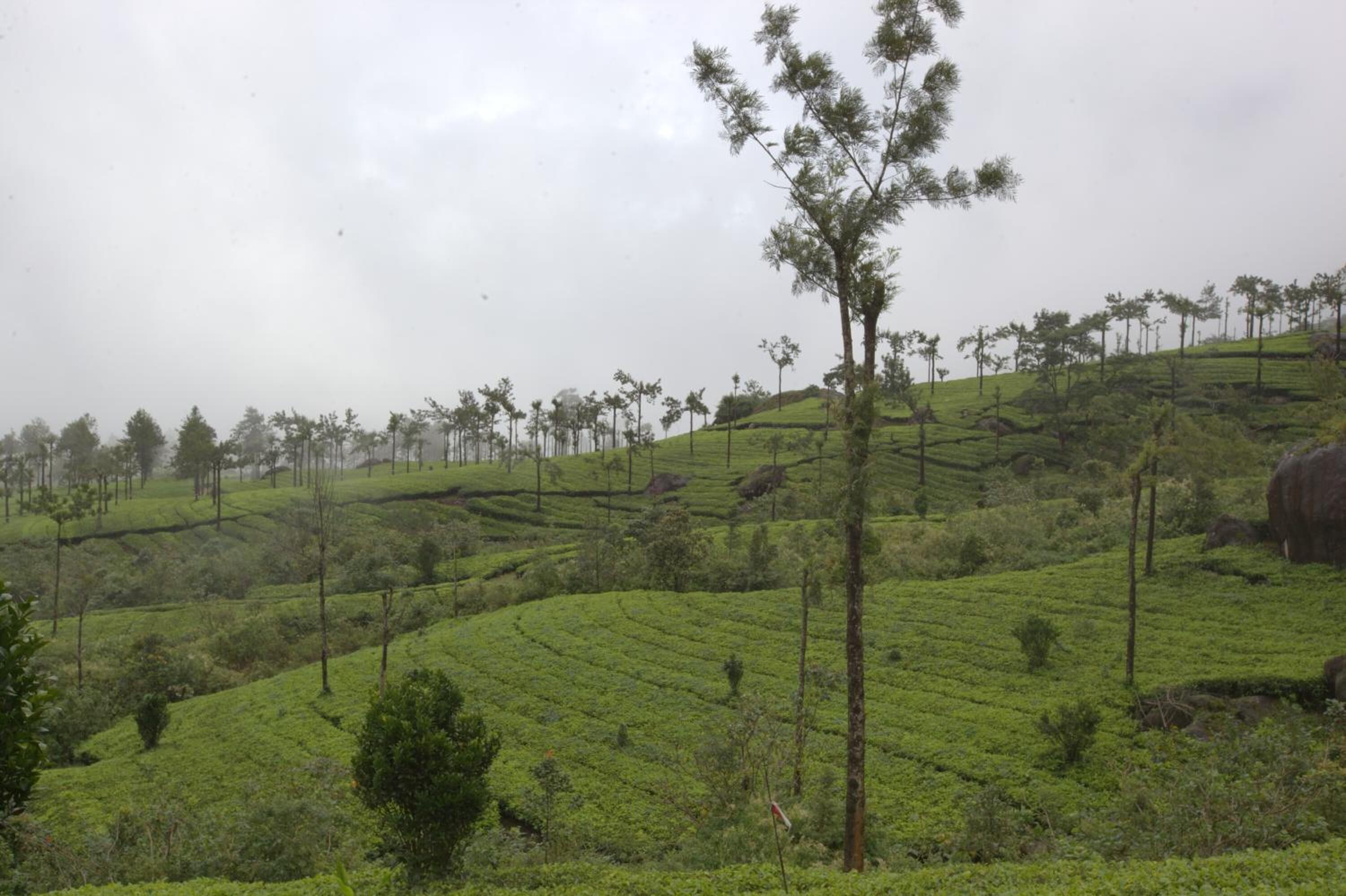 A hilly landscape with terraced tea plantations and scattered trees.