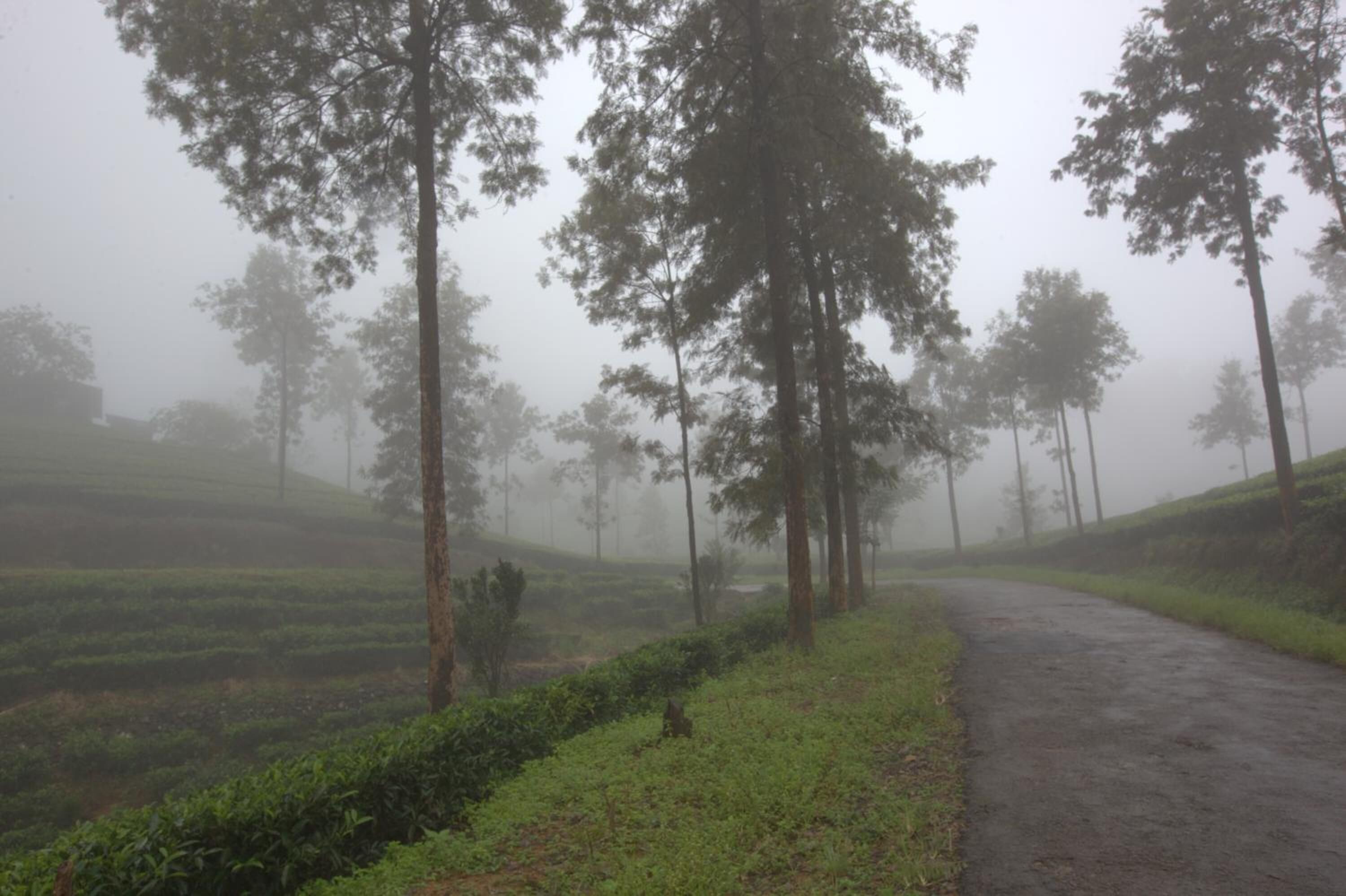 A foggy road flanked by tall trees and green fields.