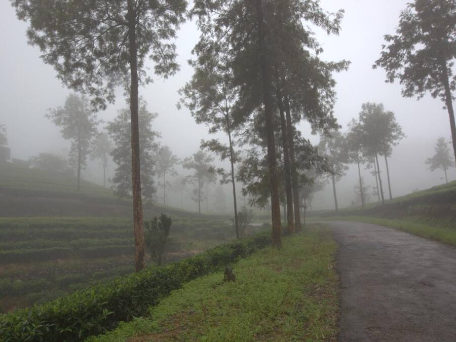 A foggy road flanked by tall trees and green fields.