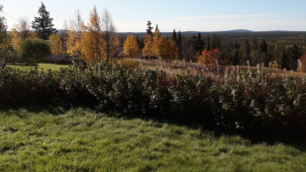 Un champ verdoyant, parsemé d’arbres aux couleurs automnales, sous un ciel dégagé.