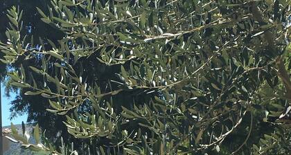 Gemütliches Doppelhaus @ Vranjica-Trogir, Strand40m