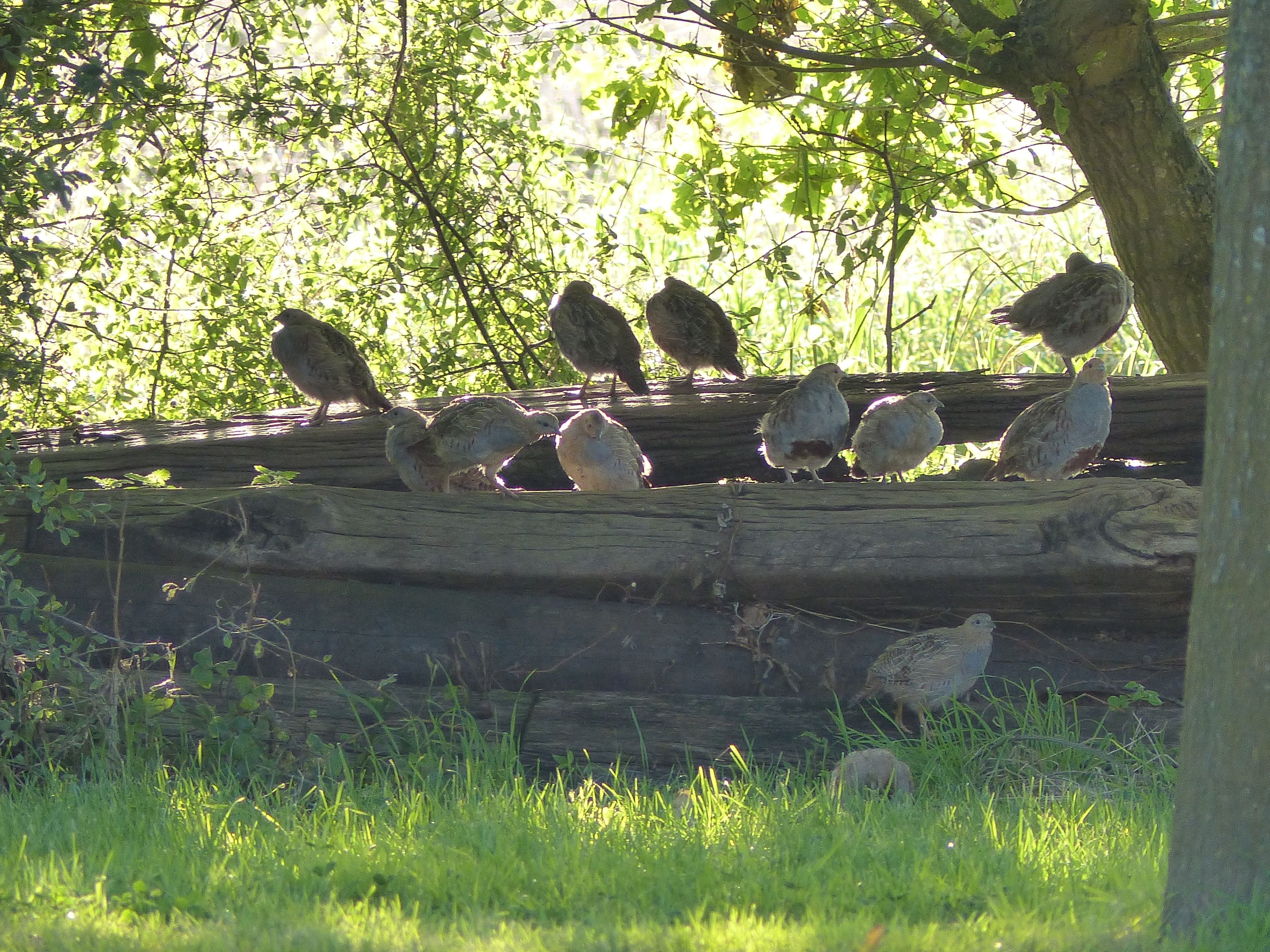 A group of birds perched on a log in a grassy area with trees in the background.