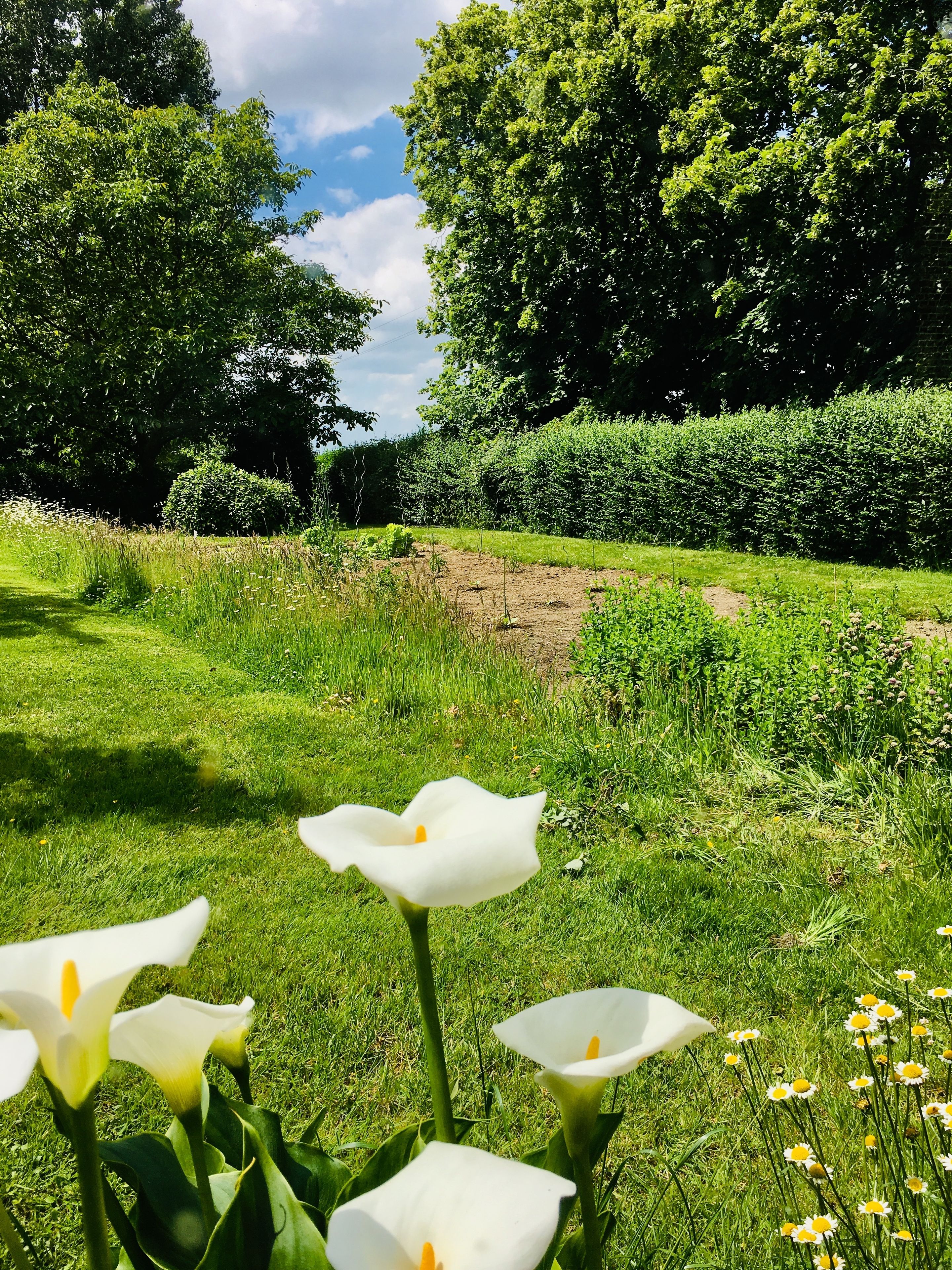 Un jardin avec des fleurs blanches et de l’herbe verte.