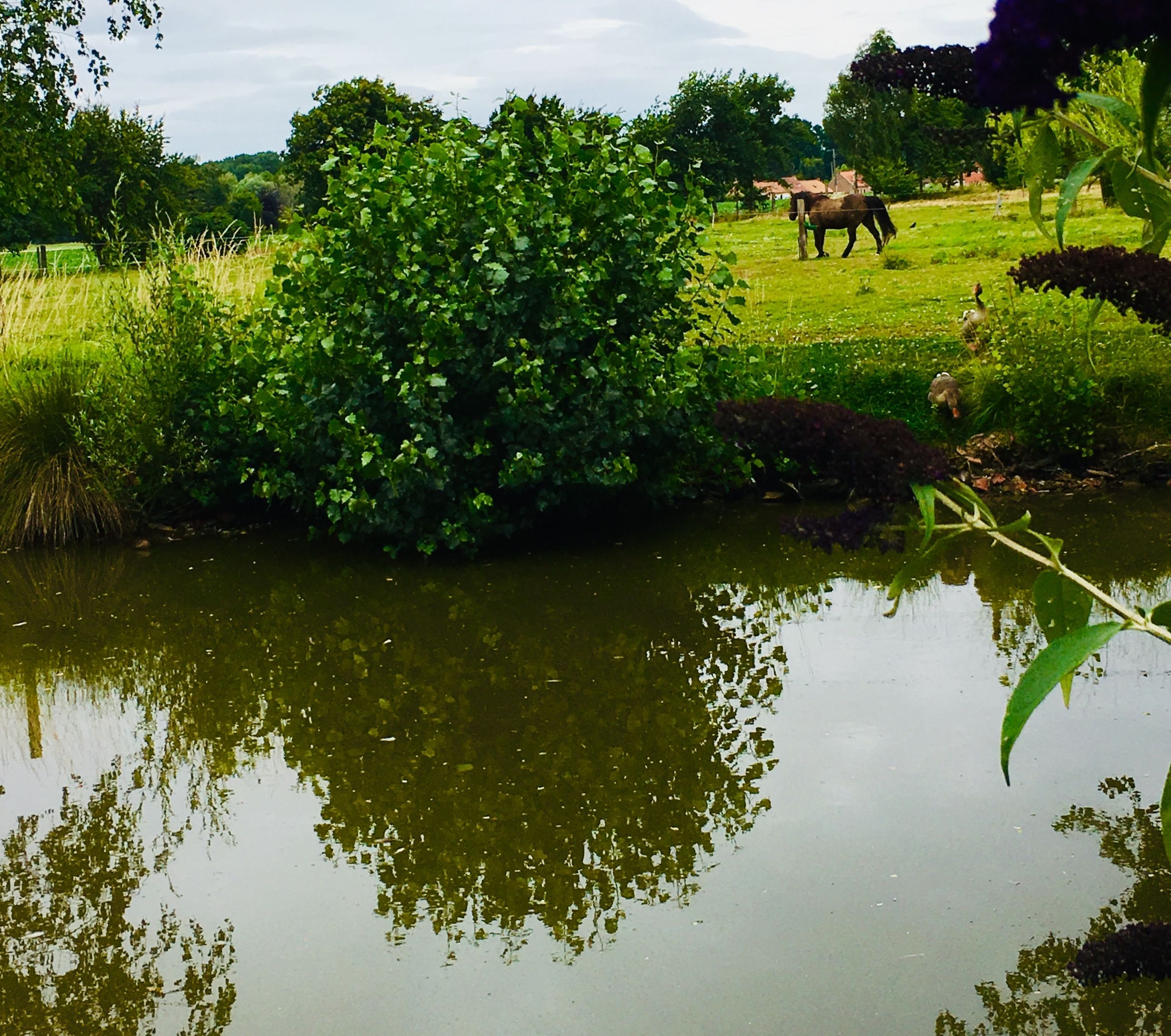 A pond with reflections of trees and a grassy area with a horse and duck.