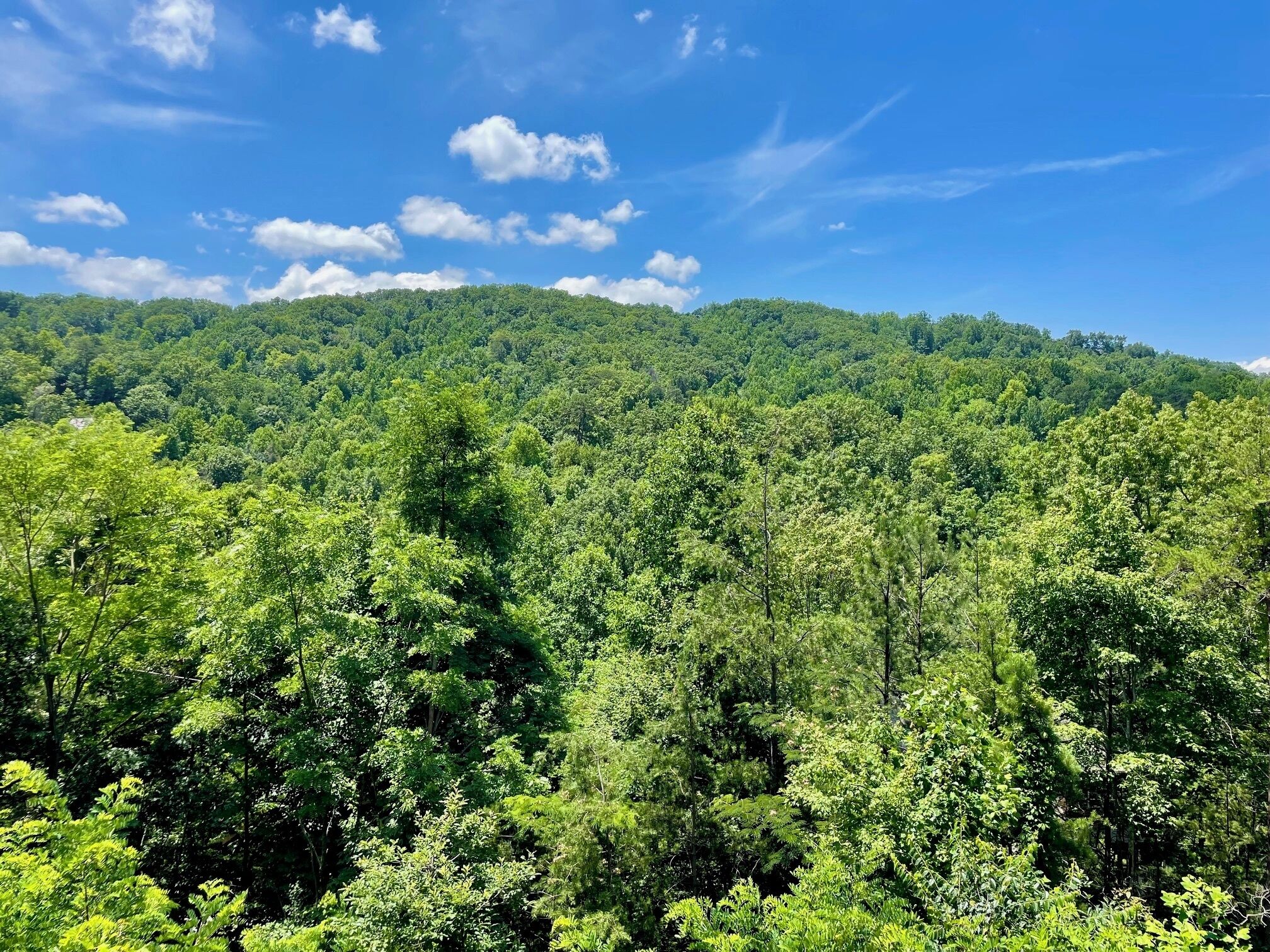 A dense forest with a clear sky.
