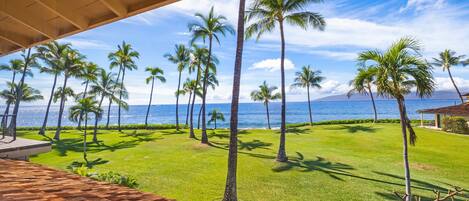 テラス / パティオ