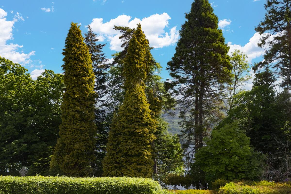 A forested area with tall trees and a clear blue sky.