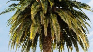 A palm tree in front of a building with a tiled roof and a white wall.