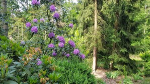 A garden with dense foliage and flowering plants.