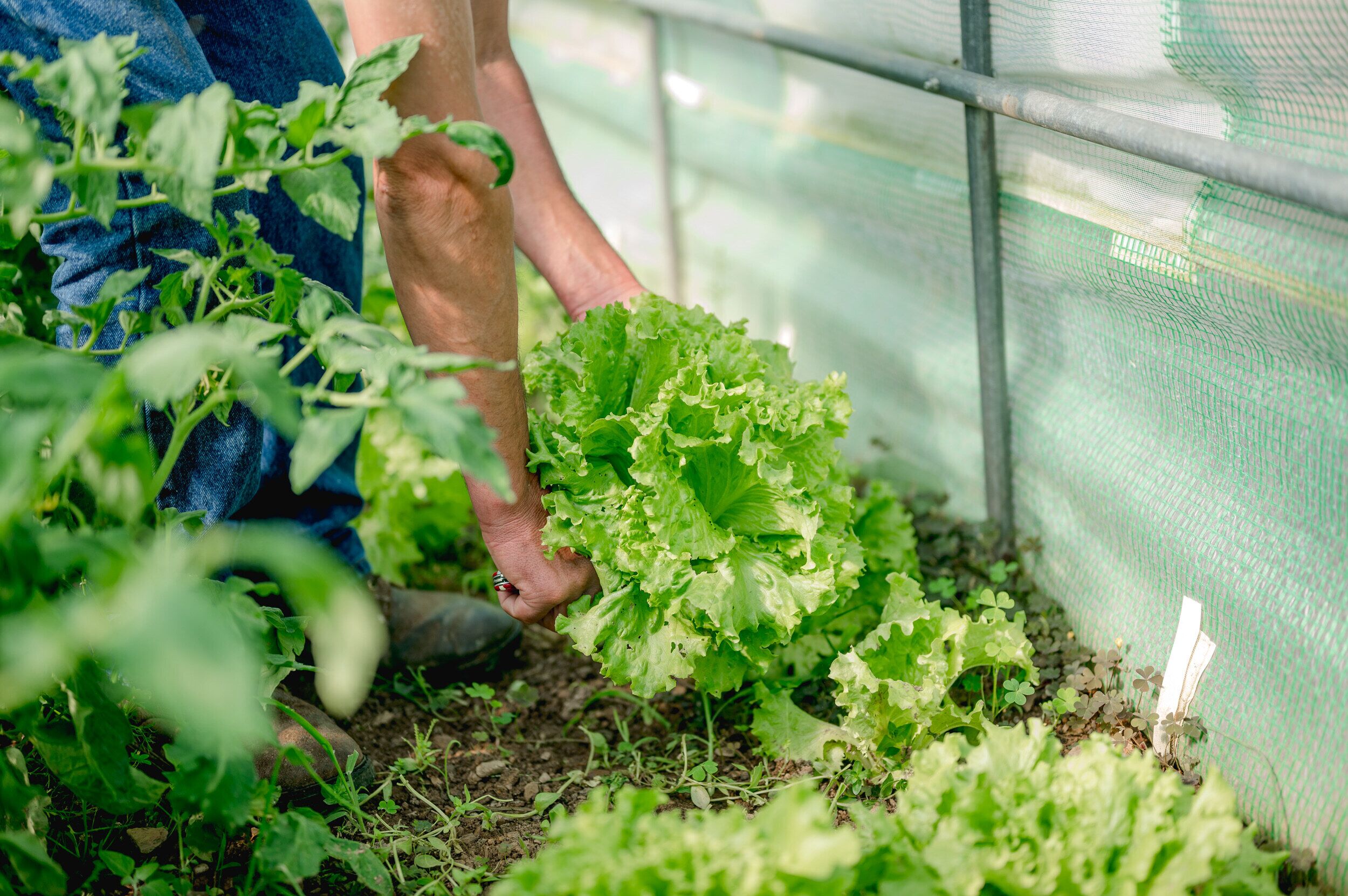 Una persona cuidando plantas de lechuga en un invernadero.