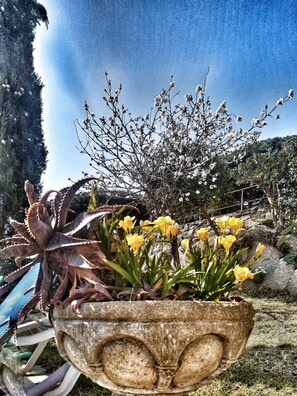 Property grounds - Private Villa S'Agaro Sant Feliu de Guixols Costa Brava Spain pool overlooks bay (Sant Feliu de Guixols)