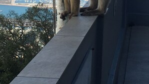 A monkey on a ledge with a cityscape and water in the background. - Park Beach: Ground floor apartment, garden, nxt to pool, nr beach. Free parking (ESTEPONA  MALAGA)
