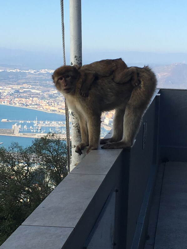 Un mono en un alféizar con un paisaje urbano y agua de fondo.